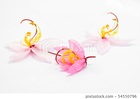 Cassia bakeriana Craib flowers Cassia bakeriana Craib flowers 54550796