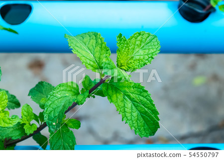 Green Peppermint trees 54550797