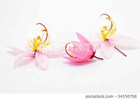 Cassia bakeriana Craib flowers Cassia bakeriana Craib flowers 54550798