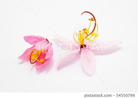 Cassia bakeriana Craib flowers Cassia bakeriana Craib flowers 54550799