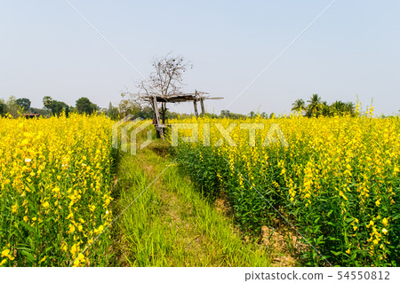 Crotalaria juncea in the field Crotalaria juncea in the field 54550812