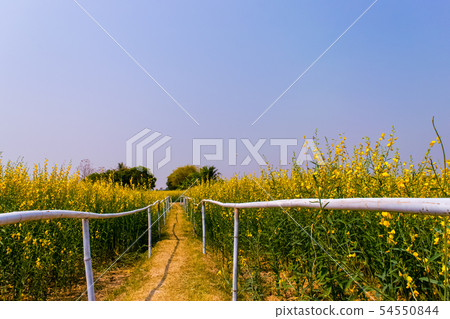Crotalaria juncea in the field 54550844