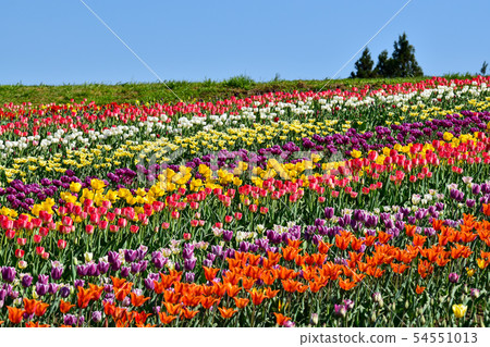 Masako's tulp garden Masako's tulp garden 54551013