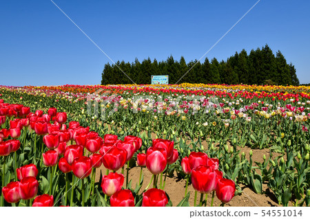 Masako's tulp garden 54551014