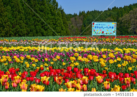 Masako's tulp garden 54551015