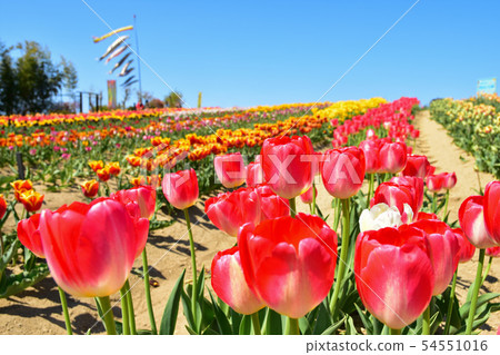 Masako's tulp garden Masako's tulp garden 54551016