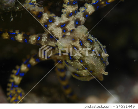 Pyrex dictyko 54551449