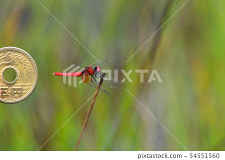 Hawcho Dragonfly五日元硬幣和尺寸比較 Hawcho Dragonfly五日元硬幣和尺寸比較 54551560
