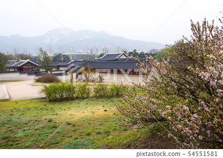 Gyeongbokgung palace with cherry blossom tree Gyeongbokgung palace with cherry blossom tree 54551581