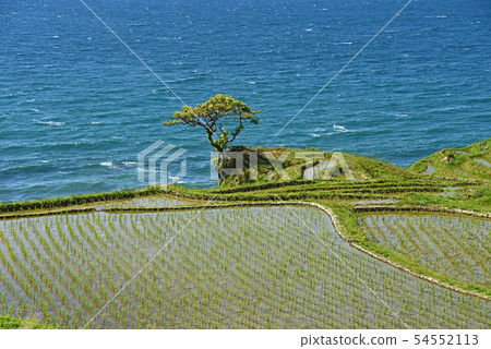 諾托白米senmaida風景 諾托白米senmaida風景 54552113