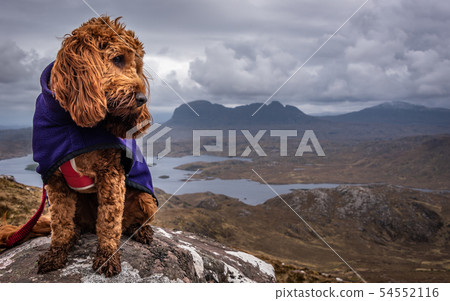 Red Cockapoo sitting on a rock Red Cockapoo sitting on a rock 54552116