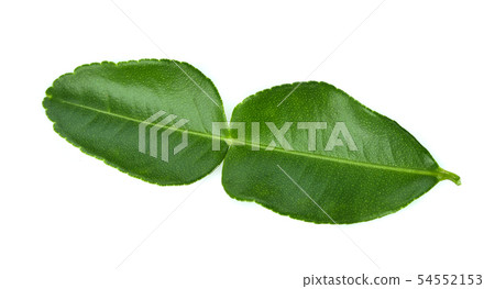 Bergamot leaf isolated on white background Bergamot leaf isolated on white background 54552153