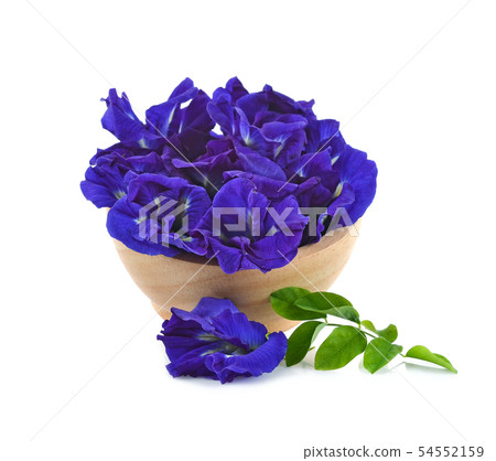 Clitoria ternatea or Aparajita flower isolated Clitoria ternatea or Aparajita flower isolated 54552159