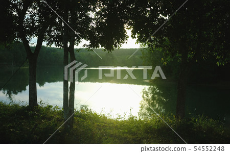 Back lit trees and tranquility scene background Back lit trees and tranquility scene background 54552248