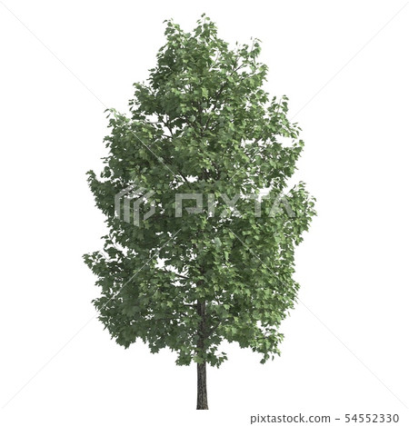 Tree 3d illustration isolated on the white background 54552330