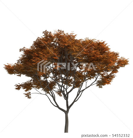 Tree 3d illustration isolated on the white background 54552332