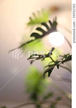 selloum, philodendron, green 54552391