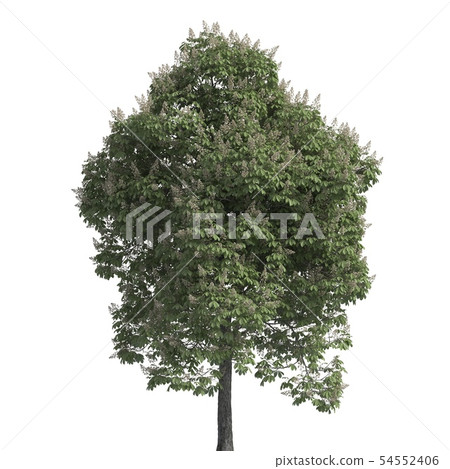 Tree 3d illustration isolated on the white background Tree 3d illustration isolated on the white background 54552406