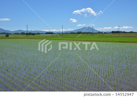 水稻種植和山後反映藍天的稻田。 54552947