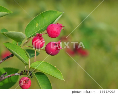 Fruit of June belly 54552998