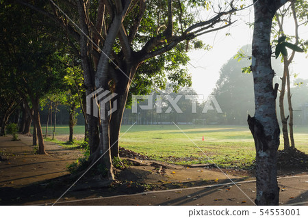 Back lit trees and green grass field in morning Back lit trees and green grass field in morning 54553001