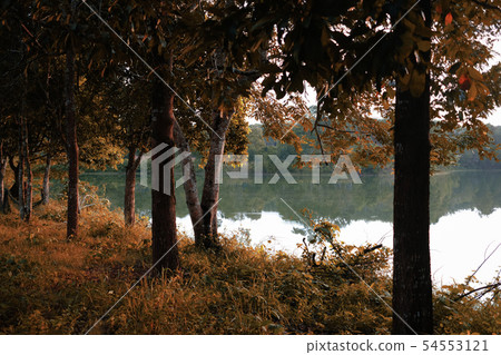 Beautiful brae and trees shade with nice view Beautiful brae and trees shade with nice view 54553121