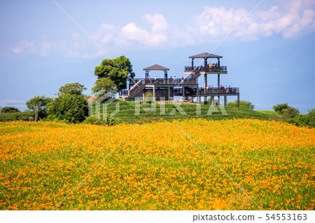 花蓮六十石山金針花茅草金針橙黃花菜勿忘我勿忘我 花蓮六十石山金針花茅草金針橙黃花菜勿忘我勿忘我 54553163