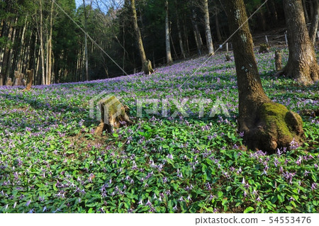 Kiyozumi village / Kunugi forest and a cluster of katakuri flowers (Tanami City, Hyogo Prefecture) 54553476