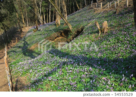 Kiyozumi village / Kunugi forest and a cluster of katakuri flowers (Tanami City, Hyogo Prefecture) 54553529