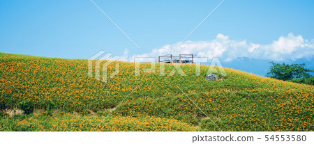 Hualien Sixty Ishiyama Golden Needle Flower Kayakusa Gold Needle Orange Daylily Forget-me-not Forget-me-not Forget-me-not Hualien Sixty Ishiyama Golden Needle Flower Kayakusa Gold Needle Orange Daylily Forget-me-not Forget-me-not Forget-me-not 54553580