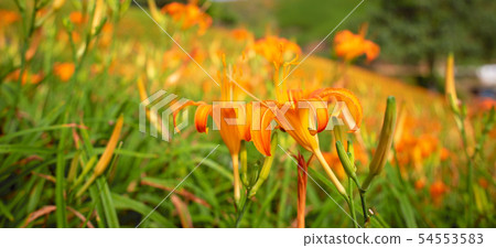 Hualien Sixty Ishiyama Golden Needle Flower Kayakusa Gold Needle Orange Daylily Forget-me-not Forget-me-not Forget-me-not Hualien Sixty Ishiyama Golden Needle Flower Kayakusa Gold Needle Orange Daylily Forget-me-not Forget-me-not Forget-me-not 54553583