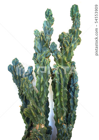 old cactus isolated old cactus isolated 54553909