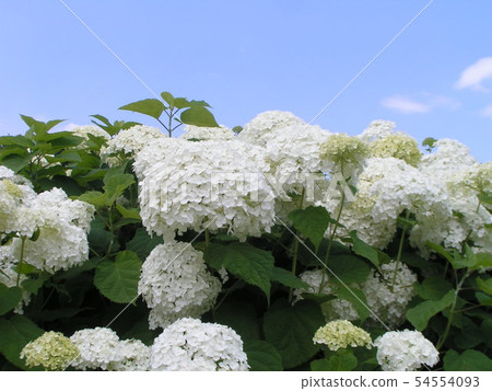 Hydrangea white flower hydrangea called Annabelle Hydrangea white flower hydrangea called Annabelle 54554093