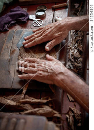 Cigar rolling or making by torcedor in cuba Cigar rolling or making by torcedor in cuba 54554303