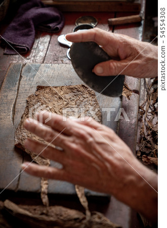 Cigar rolling or making by torcedor in cuba Cigar rolling or making by torcedor in cuba 54554308