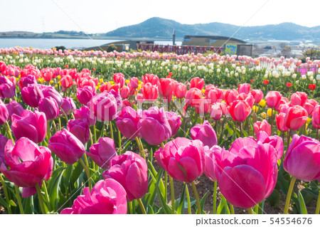 [Aichi] Sante Garden Flower Festival Sante Park Tahara 54554676