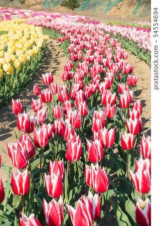 [愛知縣] Sante Garden Flower Festival Sante Park Tahara 54554694
