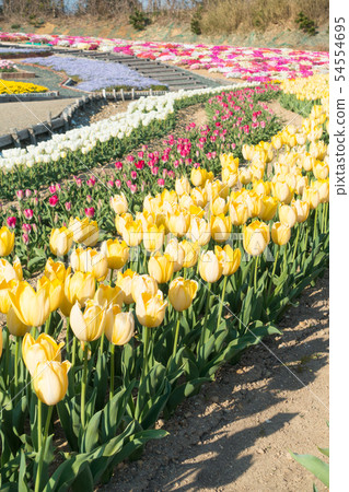 [愛知縣] Sante Garden Flower Festival Sante Park Tahara 54554695
