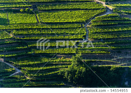Vineyards at summer - Trentino Alto Adige Italy Vineyards at summer - Trentino Alto Adige Italy 54554955
