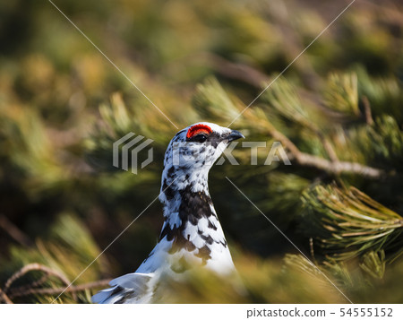 Spring gigantic male 54555152