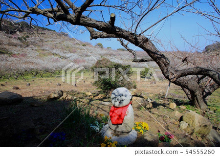 Harusuma early spring, full bloom of plum blossoms in full-blown Banshubu Shibayama plum forest 54555260