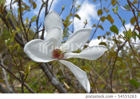 Tamushiba花 Tamushiba花 54555263