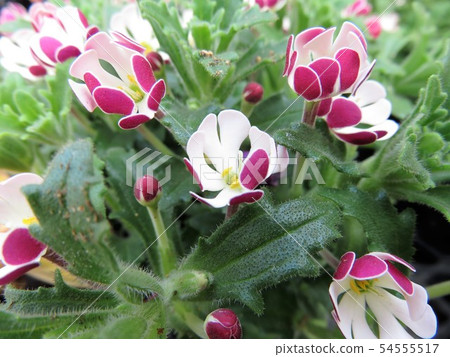 Salzianskia Salzianskia 54555517