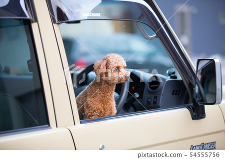 Pet and drive Pet and drive 54555756
