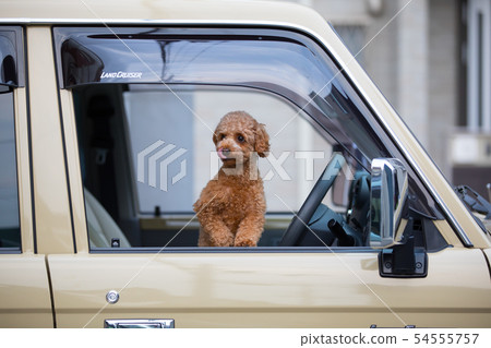 Pet and drive Pet and drive 54555757