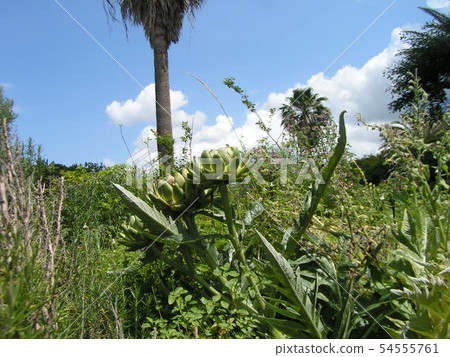 Curldon's coffin with large pink flowers resembling thistle Curldon's coffin with large pink flowers resembling thistle 54555761