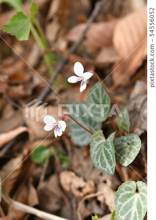 Fumoto tomire Fumoto tomire 54556052