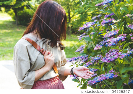 想要觸摸繡球花的女性 54556247