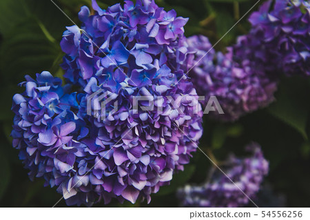 Hydrangea of two color gradation 54556256