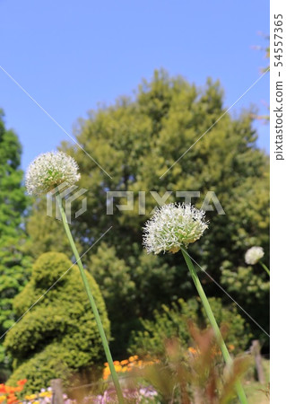 蔥屬的花 蔥屬的花 54557365